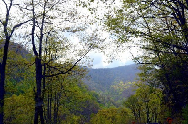 Garden on a Hill and a Forest of Trees