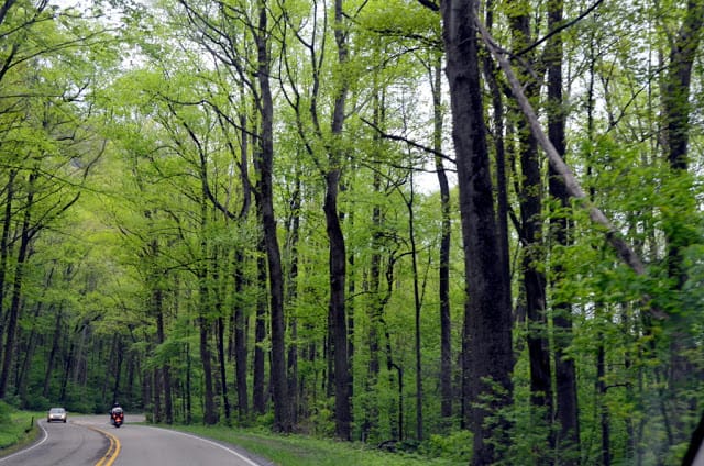 Garden on a Hill and a Forest of Trees