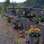 kitchen garden