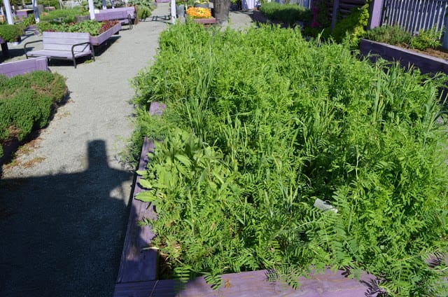 kitchen garden