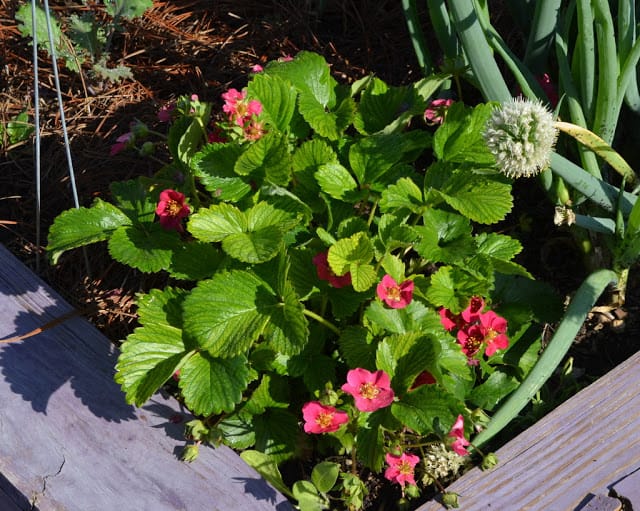 kitchen garden