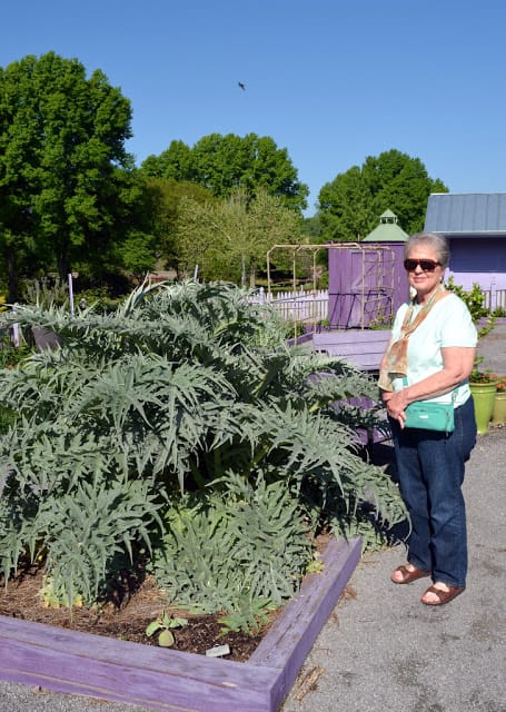 artichoke plants