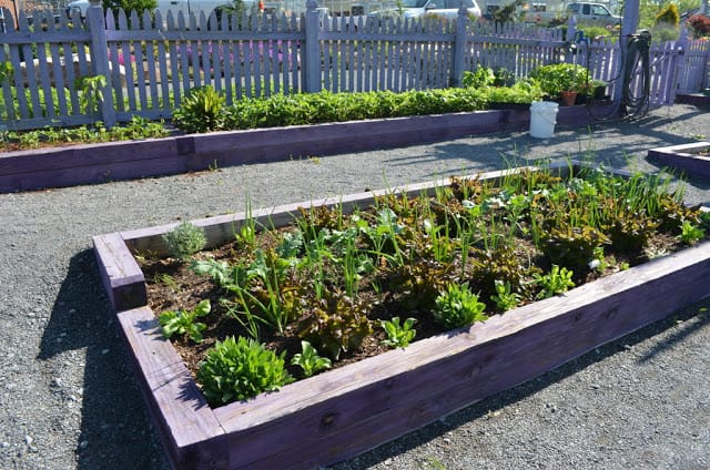 kitchen garden