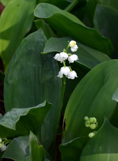 delicate flowers