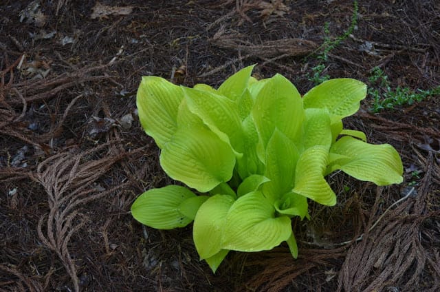 hosta