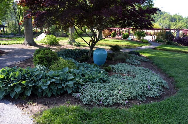 beautiful shade plants