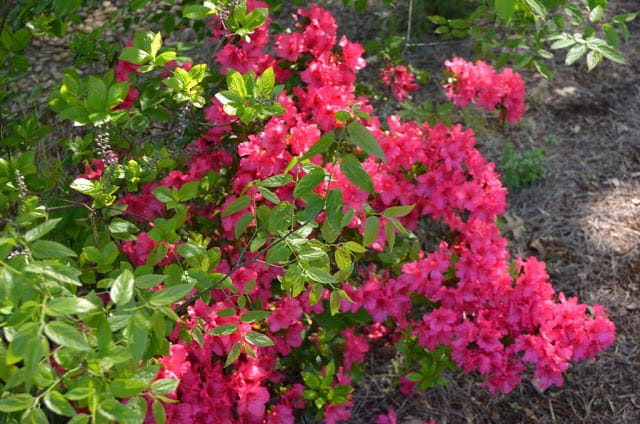 Brightly colored azaleas