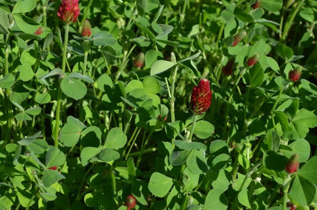 Trifolium rubens