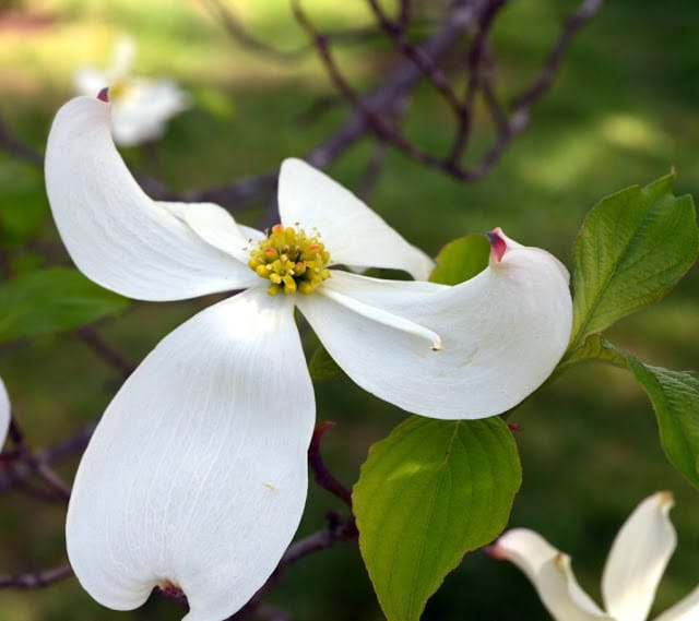 dogwood trees