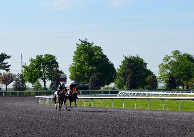 horses running