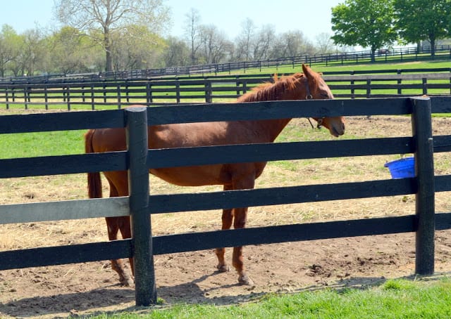 race horse