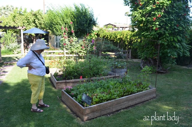 Arcadia Edible Garden