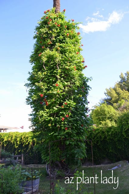 Arcadia Edible Garden