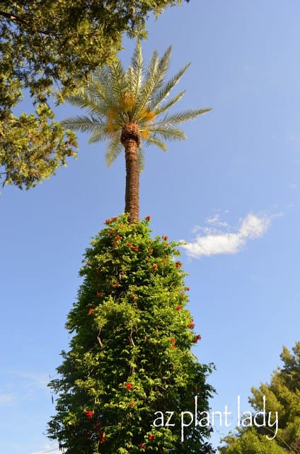 Arcadia Edible Garden