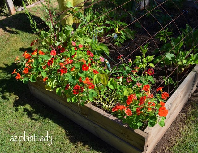 Arcadia Edible Garden