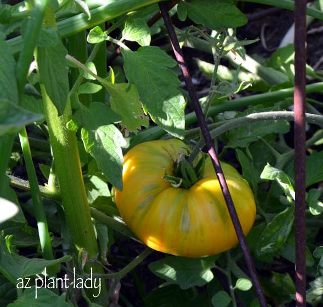 Arcadia Edible Garden