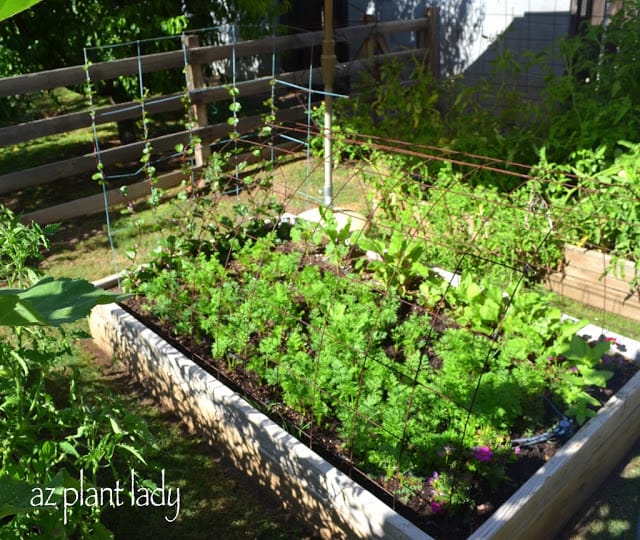 Arcadia Edible Garden