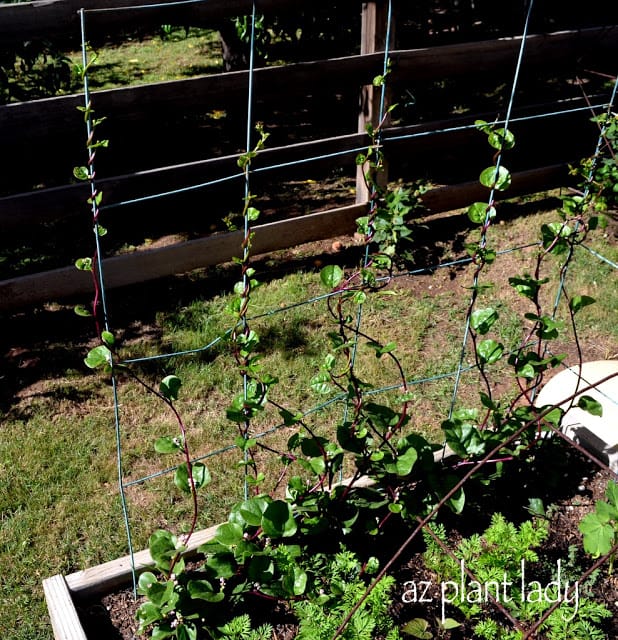 Arcadia Edible Garden