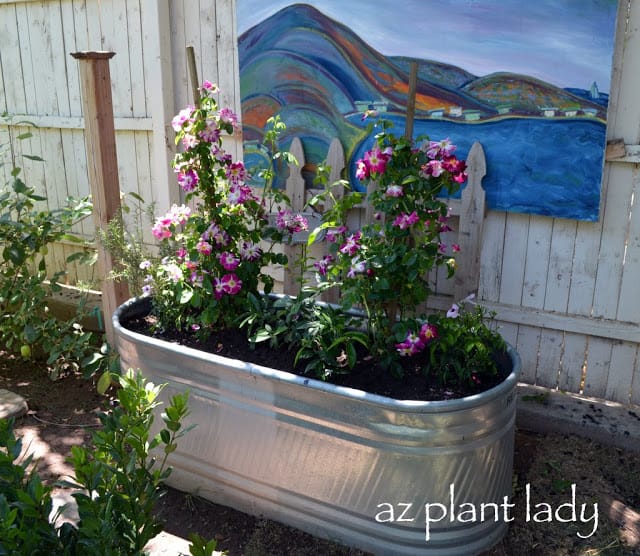 vegetables gardens