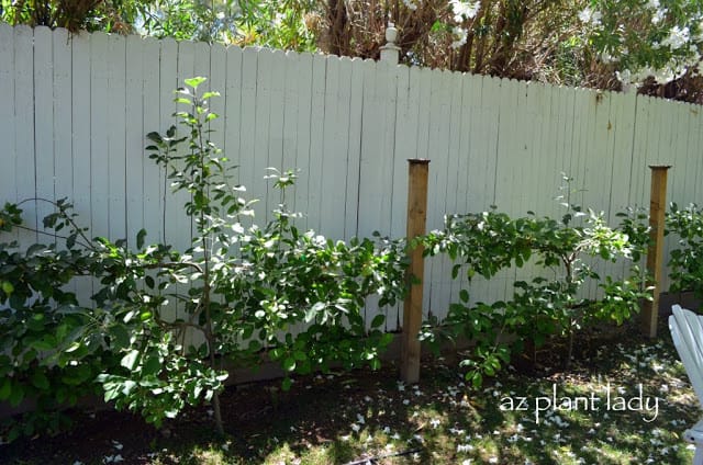 Arcadia Edible Garden