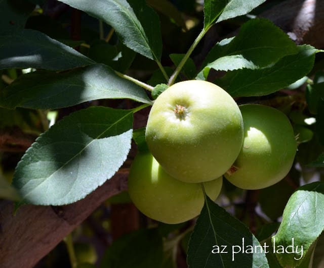 Arcadia Edible Garden