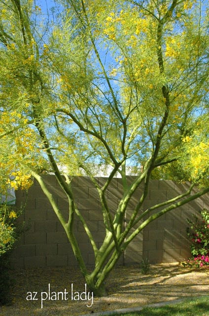 Garden in May