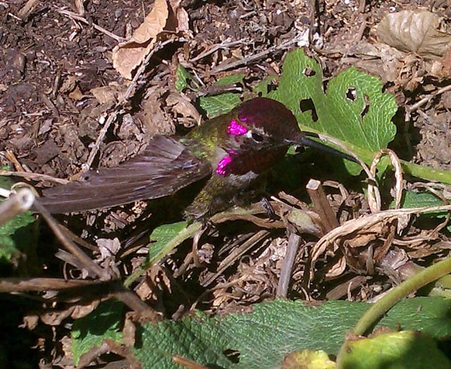 Anna's Hummingbird