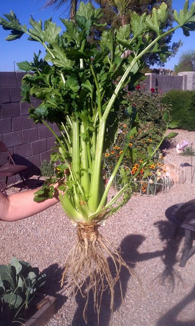 Young gardener garden 