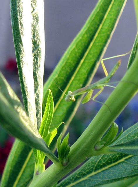 Praying Mantis hatched from a purchased egg case