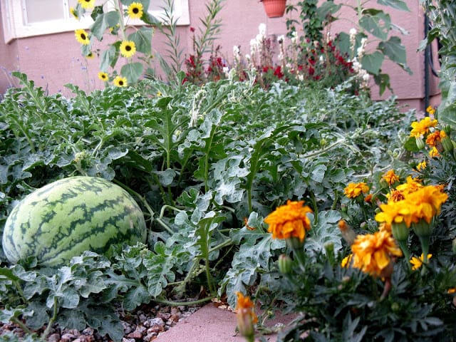 Young gardener garden 