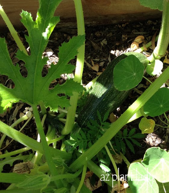 vegetable garden transition 