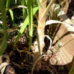 harvest garlic