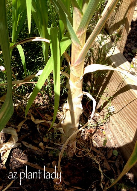 vegetable garden