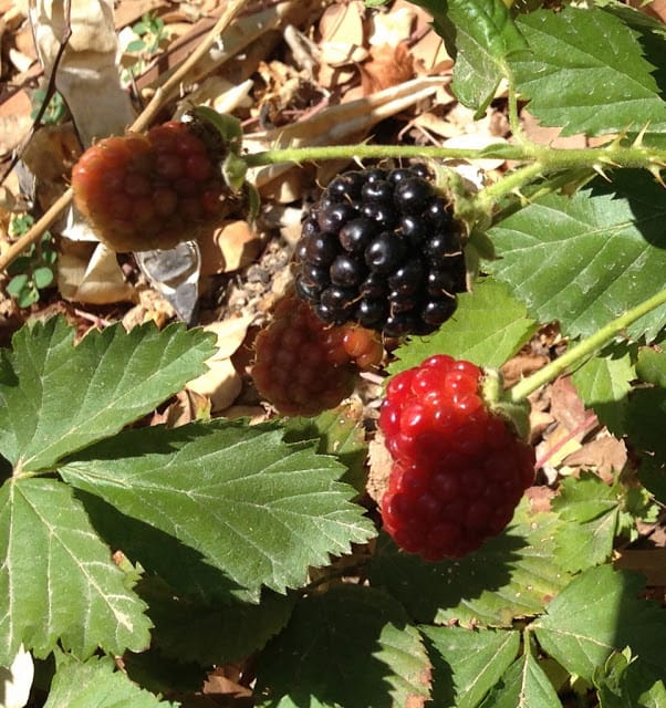 blackberries