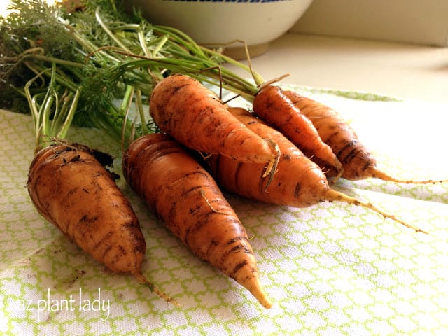 vegetable gardens transition