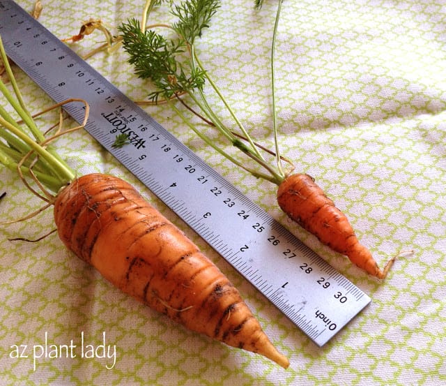 vegetable garden transition 