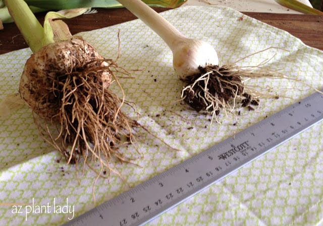 harvest garlic