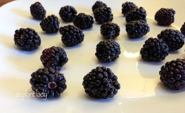 blackberries