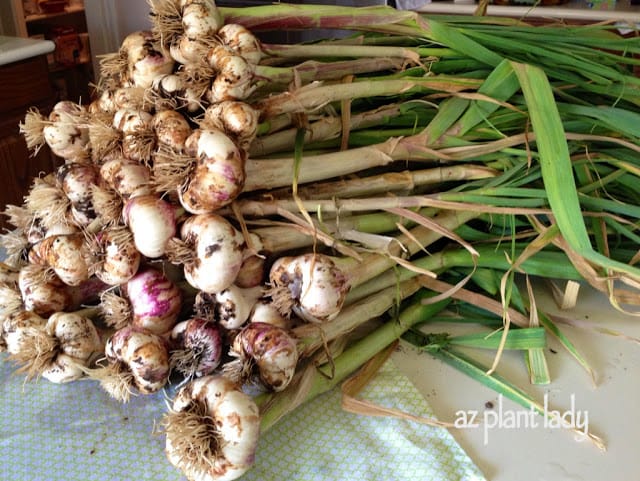garlic harvest 
