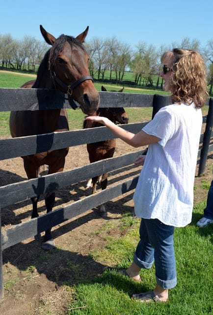  Kentucky horse country