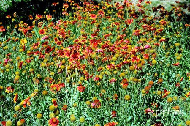 vegetable garden