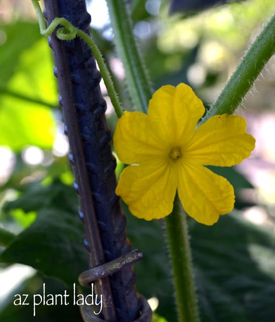 cucumber flowers