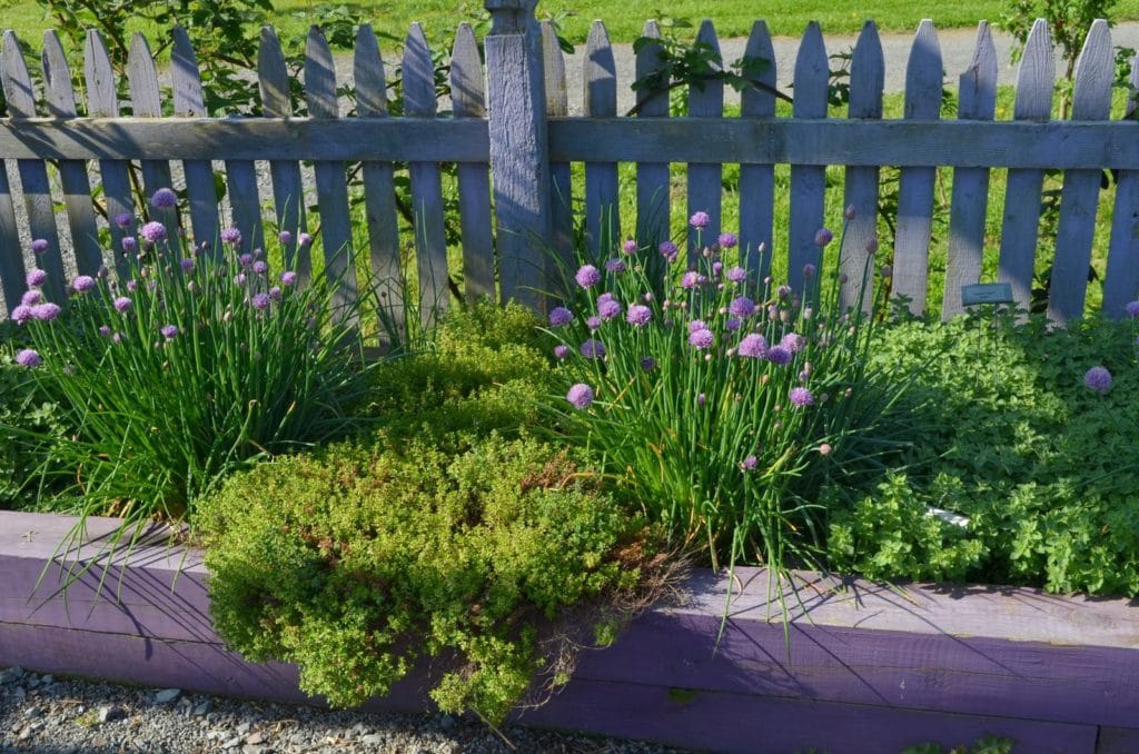 Flowering chives