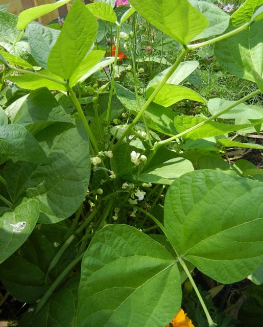 vegetable garden