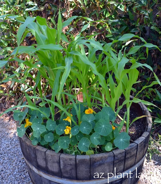 Container Corn