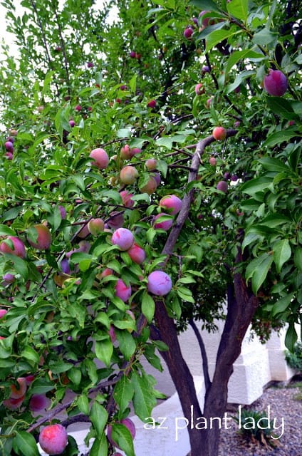 Plums harvest