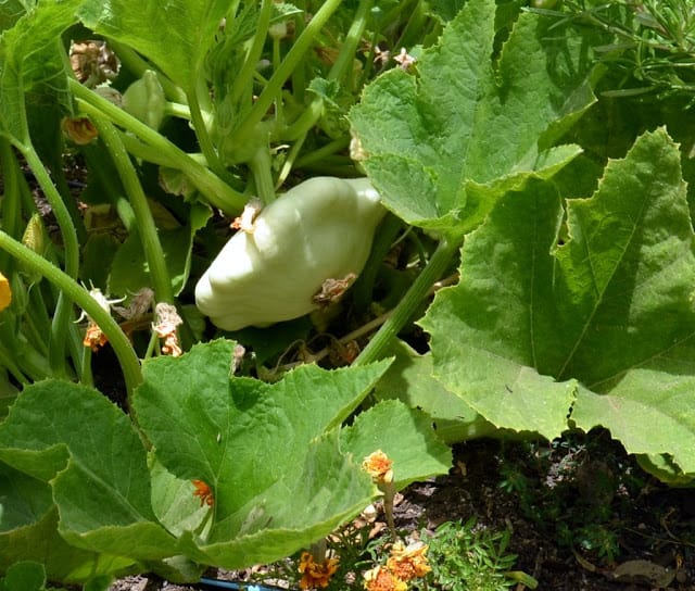 Russian gourds