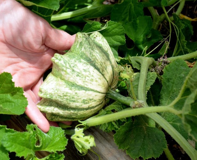 Russian gourds