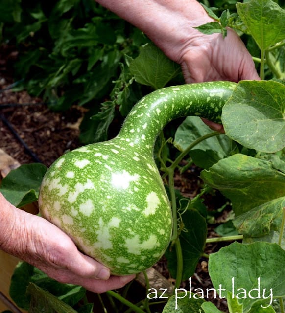 Russian gourds