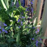 Neglected Herbs